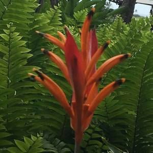 Meet your Posher, Therese